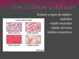 Existen 4 tipos de tejidos:
                 -epitelios
         -tejido muscular
          -tejido nervioso
       -tejidos conectivos
 
