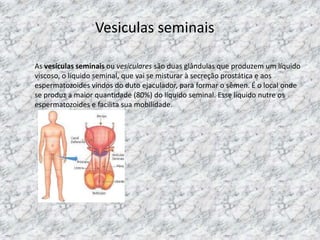 Vesiculas seminais
As vesículas seminais ou vesiculares são duas glândulas que produzem um líquido
viscoso, o líquido seminal, que vai se misturar à secreção prostática e aos
espermatozoides vindos do duto ejaculador, para formar o sêmen. É o local onde
se produz a maior quantidade (80%) do líquido seminal. Esse líquido nutre os
espermatozoides e facilita sua mobilidade.

 