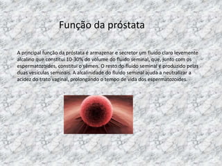 Função da próstata
A principal função da próstata é armazenar e secretor um fluido claro levemente
alcalino que constitui 10-30% do volume do fluido seminal, que, junto com os
espermatozoides, constitui o sêmen. O resto do fluido seminal é produzido pelas
duas vesículas seminais. A alcalinidade do fluido seminal ajuda a neutralizar a
acidez do trato vaginal, prolongando o tempo de vida dos espermatozoides.

 