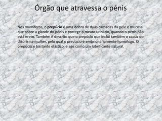 Órgão que atravessa o pénis
Nos mamíferos, o prepúcio é uma dobra de duas camadas da pele e mucosa
que cobre a glande do pénis e protege o meato urinário, quando o pénis não
está ereto. Também é descrito que o prepúcio que inclui também o capuz do
clítoris na mulher, pelo qual o prepúcio é embrionariamente homólogo. O
prepúcio é bastante elástico, e age como um lubrificante natural.

 