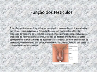 Função dos testículos

A função dos testículos à semelhança dos ovários (nas mulheres) é a produção
das células responsáveis pela fecundação, os espermatozoides, além da
produção de esperma os testículos são também os principais responsáveis pela
produção de hormonas masculinas, de onde se destaca a testosterona. Estas
controlam o desenvolvimento de algumas características do homem de onde se
destacam, o crescimento dos pelos, bem como a voz, barba, largura dos ossos ou
o desenvolvimento muscular.

 