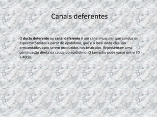 Canais deferentes
O ducto deferente ou canal deferente é um canal muscular que conduz os
espermatozoides a partir do epidídimo, que é o local onde eles são
armazenados após serem produzidos nos testículos. Representam uma
continuação direta da cauda do epidídimo. O tamanho pode variar entre 30
e 40cm.

 