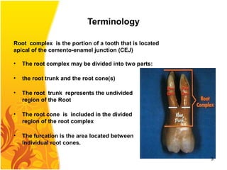 Terminology
Root complex is the portion of a tooth that is located
apical of the cemento-enamel junction (CEJ)
• The root complex may be divided into two parts:
• the root trunk and the root cone(s)
• The root trunk represents the undivided
region of the Root
• The root cone is included in the divided
region of the root complex
• The furcation is the area located between
Individual root cones.
3
 