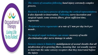 - The return of sensation following hand injury extremely complex
process.
- Recovery is not just a process of altering the cortical representation;
it also depends re-innervation. Following nerve laceration and
surgical repair, some sensory fibers, given sufficient time,
regenerate.
- Peripheral nerve regenerates at a rate of 1 mm per day inch per
month .
- No surgical repair technique can ensure recovery of tactile
discrimination after nerve damage in adults
- Sensory return is limited by malalignment of axonal sheaths that all
misdirection of re-growing fibers, meaning that not usually regrow
to innervate the same sensory receptors that they innervated before
the injury
 