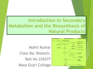 Introduction to Secondary
Metabolism and the Biosynthesis of
Natural Products
Mohit Kumar
Class Bsc Biotech.
Roll No 226577
Mata Gujri Collage
PRIMARY METABOLITES INTERMEDIATE METABOLITES SECONDARY METABOLITES
CO2
+
H2O Glucose
Polysaccharides
Pentose phosphate
Erythrose-4-phosphate
Phosphoenol pyruvate
Shikimate
Aromatic compounds
(C6
-
C1; C6
-
C2)
Phenylpropanoids (C 6
-
C3)
Lignans
Pyruvate
Citric acid
cycle
Aromatic
amino acids
Aliphatic
amino acids
Aromatic alkaloids
Mixed alkaloids
Aliphatic alkaloids
Acetyl-
CoA Polyketides Polyphenols
Phenylpropanoids
Flavonoids
Fatty acids
Polyacetylenes
Prostaglandins
Mevalonic acid
Terpenes
Steroids
Carotenoids
+
NH3
Iridoids
Aliphatic
amino acids
Alkaloids
 