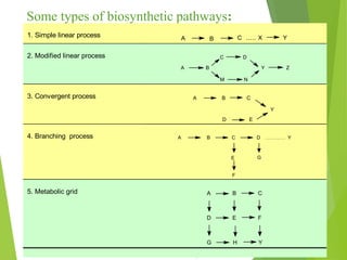 3. Secondary metabolites and Biosynthesis (Dayrit) 21
Some types of biosynthetic pathways:
1. Simple linear process A B C ..... X Y
2. Modified linear process
A B Y Z
C D
M N
3. Convergent process A B C
D E
Y
4. Branching process A B C D .......... Y
E
F
G
5. Metabolic grid A B C
D E F
G H Y
 
