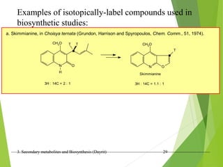 3. Secondary metabolites and Biosynthesis (Dayrit) 29
Examples of isotopically-label compounds used in
biosynthetic studies:
a. Skimmianine, in Choisya ternata (Grundon, Harrison and Spyropoulos, Chem. Comm., 51, 1974).
N
H
O
T
T
CH3O
N
CH3O
O
T
. .
3H : 14C = 2 : 1
Skimmianine
3H : 14C = 1.1 : 1
 