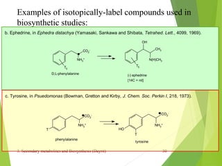 3. Secondary metabolites and Biosynthesis (Dayrit) 30
Examples of isotopically-label compounds used in
biosynthetic studies:
b. Ephedrine, in Ephedra distachya (Yamasaki, Sankawa and Shibata, Tetrahed. Lett., 4099, 1969).
CO2
-
NH3
+
T5
.
T5
OH
CH3
N(H)CH3
D,L-phenylalanine (-) ephedrine
[14C = nil]
c. Tyrosine, in Psuedomonas (Bowman, Gretton and Kirby, J. Chem. Soc. Perkin I, 218, 1973).
CO2
-
NH3
+
T
. CO2
-
NH3
+
HO
T
phenylalanine
tyrosine
.
 