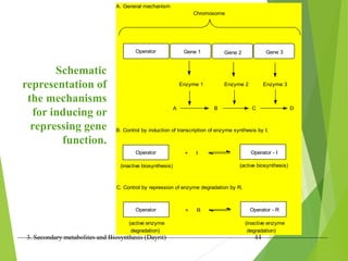 3. Secondary metabolites and Biosynthesis (Dayrit) 44
Schematic
representation of
the mechanisms
for inducing or
repressing gene
function.
Chromosome
Operator Gene 1 Gene 2 Gene 3
Enzyme 1 Enzyme 2 Enzyme 3
A B C D
A. General mechanism
B. Control by induction of transcription of enzyme synthesis by I.
Operator
Operator + I Operator
Operator - I
(inactive biosynthesis) (active biosynthesis)
(inactive enzyme
degradation)
(active enzyme
degradation)
Operator - I
Operator - R
+ R
Operator
Operator
C. Control by repression of enzyme degradation by R.
 