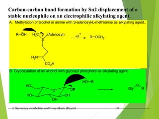 3. Secondary metabolites and Biosynthesis (Dayrit) 54
Carbon-carbon bond formation by Sn2 displacement of a
stable nucleophile on an electrophilic alkylating agent.
A. Methylation of alcohol or amine with S-adenosyl-L-methionine as alkylating agent..
R OH H3C
S
(Adenosyl)
H2N
CO2H
+ -H
+
R OCH3
B. Glycosylation of an alcohol with glycosyl phosphate as alkylating agent.
O
OH
OH
HO
HO
OP
HO R
Gly
O
R
 