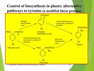 3. Secondary metabolites and Biosynthesis (Dayrit) 57
Control of biosynthesis in plants: alternative
pathways to tyrosine (a modified linear process)
OH
CH2CCO2H
O
OH
NH2
CH2CHCO2H
HO2C CH2CCO2H
OH
O
HO2C CH2CHCO2H
OH
NH2
Prephenic acid
4-Hydroxy
phenylpyruvic acid
Tyrosine
Pretyrosine
prehenate
dehydrogenase,
NAD+
4-hydroxyphenylpyrivate
transaminase, pyridoxal-5'-
phosphate
4-hydroxyphenylpyrivate
transaminase, pyridoxal-5'-
phosphate
pretyrosine
dehydrogenase,
NAD+
 