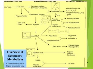 3. Secondary metabolites and Biosynthesis (Dayrit) 6
PRIMARY METABOLITES INTERMEDIATE METABOLITES SECONDARY METABOLITES
CO2
+
H2O Glucose
Polysaccharides
Pentose phosphate
Erythrose-4-phosphate
Phosphoenol pyruvate
Shikimate
Aromatic compounds
(C6
-
C1; C6
-
C2)
Phenylpropanoids (C 6
-
C3)
Lignans
Pyruvate
Citric acid
cycle
Aromatic
amino acids
Aliphatic
amino acids
Aromatic alkaloids
Mixed alkaloids
Aliphatic alkaloids
Acetyl-
CoA Polyketides Polyphenols
Phenylpropanoids
Flavonoids
Fatty acids
Polyacetylenes
Prostaglandins
Mevalonic acid
Terpenes
Steroids
Carotenoids
+
NH3
Iridoids
Aliphatic
amino acids
Alkaloids
Overview of
Secondary
Metabolism
* Metabolites found in
higher organisms only
*
*
*
SCoA
O
CO2H
CH3
HO
OH
CO2H
OH
OH
HO
NH2
R
CO2H
N
NH2
CO2H
H
H2N CO2H
NH2
H2N
CO2H
NH2
 