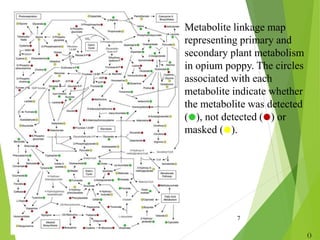 7
Metabolite linkage map
representing primary and
secondary plant metabolism
in opium poppy. The circles
associated with each
metabolite indicate whether
the metabolite was detected
(), not detected () or
masked ().
()
 