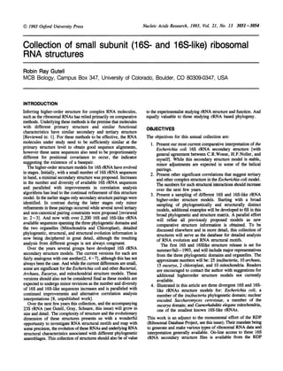 Nucleic Acids Research, 1993, Vol. 21, No. 13 3051-3054
Collection of small subunit (16S- and 16S-like) ribosomal
RNA structures
Robin Ray Gutell
MCB Biology, Campus Box 347, University of Colorado, Boulder, CO 80309-0347, USA
INTRODUCTION
Inferring higher-order structure for complex RNA molecules,
such as the ribosomal RNAs has relied primarily on comparative
methods. Underlying these methods is the premise that molecules
with different primary structure and similar functional
characteristics have similar secondary and tertiary structure
[Reviewed in: 1]. For these methods to be effective, the RNA
molecules under study need to be sufficiently similar at the
primary structure level to obtain good sequence alignments,
however these same sequences also need to be proportionately
different for positional covariance to occur, the indicator
suggesting the existence of a basepair.
The higher-order structure models for 16S rRNA have evolved
in stages. Initially, with a small number of 16S rRNA sequences
in hand, a minimal secondary structure was proposed. Increases
in the number and diversity of available 16S rRNA sequences
and paralleled with improvements in correlation analysis
algorithms has lead to the continual refinement of this structure
model. In the earlier stages only secondary structure pairings were
identified. In contrast during the latter stages only minor
refinements in these pairings occurred while several novel tertary
and non-canonical pairing constraints were proposed [reviewed
in: 2-3]. And now with over 2,200 16S and 16S-like rRNA
available sequences spanning the three phylogenetic domains and
the two organelles (Mitochondria and Chloroplast), detailed
phylogenetic, structural, and structural evolution information is
now being deciphered in great detail, although the resulting
analysis from different groups is not always congruent.
Over the years several groups have developed 16S rRNA
secondary structure models. The current versions for each are
fairly analogous with one another[2, 4-7], although this has not
always been the case. And while the current differences are small,
some are significant for the Escherichia coli and other Bacterial,
Archaea, Eucarya, and mitochondrial structure models. These
versions should also not be considered final as these models are
expected to undergo minor revisions as the number and diversity
of 16S and 16S-like sequences increases and is paralleled with
continued improvements and alternative correlation analysis
interpretations [8, unpublished work].
Over the next few years this collection, and the accompanying
23S rRNA (see Gutell, Gray, Schnare, this issue) will grow in
size and detail. The complexity of structure and the evolutionary
dimension of these structures presents us with a wonderful
opportunity to investigate RNA structural motifs and map with
some precision, the evolution ofthese RNAs and underlying RNA
structural characteristics associated with different phylogenetic
assemblages. This collection of structures should also be ofvalue
to the experimentalist studying rRNA structure and function. And
equally valuable to those studying rRNA based phylogeny.
OBJECTIVES
The objectives for this annual collection are:
1. Present our most current comparative interpretation of the
Escherichia coli 16S rRNA secondary structure [with
general agreement between C.R.Woese, H.F.Noller, and
myselfl. While this secondary structure model is stable,
minor adjustments are expected in some of the helical
pairings.
2. Present other significant correlations that suggest tertiary
and other complex structure in the Escherichia coli model.
The numbers for such structural interactions should increase
over the next few years.
3. Present a sampling of different 16S and 16S-like rRNA
higher-order structure models. Starting with a broad
sampling of phylogenetically and structurally distinct
models, additional examples will be developed to fill in this
broad phylogenetic and structure matrix. A parallel effort
will refine all previously proposed models as new
comparative structure information is obtained. To be
discussed elsewhere and in more detail, this collection of
structures will serve as the database for detailed analysis
of RNA evolution and RNA structural motifs.
The first 16S and 16Slike structure release is set for
summer/fall- 1993, and will include major representatives
from the three phylogenetic domains and organelles. The
approximate numbers will be: 25 (eu)bacteria, 10 archaea,
15 eucarya, 2 chloroplast, and 10 mitochondria. Readers
are encouraged to contact the author with suggestions for
additional higherorder structure models not currently
available.
4. Illustrated in this article are three divergent 16S and 16S-
like rRNAs structure models for: Escherichia coli, a
member of the (eu)bacteria phylogenetic domain; nuclear
encoded Saccharomyces cerevisiae, a member of the
eucarya domain; and Caenorhabditis elegans mitochondria,
one of the smallest known 16S-like rRNAs.
This work is an adjunct to the monumental effort of the RDP
(Ribosomal Database Project, see this issue); Their mandate being
to generate and make various tpes of ribosomal RNA data and
interpretation generally available. On-line access to these 16S
rRNA secondary structure files is available from the RDP
k.l 1993 Oxford University Press
 