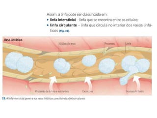 O sistema linfático é constituído por:
Filtram a linfa e eliminam substâncias e
microrganismos.
Vasos semelhantes a
veias, que transportam
a linfa das células à
corrente sanguínea.
Destrói as hemácias desgastadas
e armazena as células sanguíneas.
Produz linfócitos,
que são importantes
na defesa do
organismo.
Baço
Timo
Gânglios linfáticos
Vasos linfáticos
Sistema linfático
 