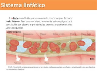 O sistema linfático
 
