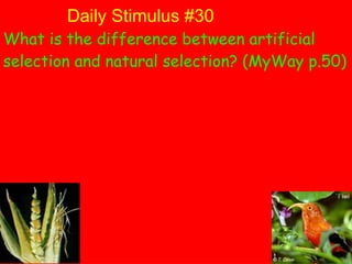 Daily Stimulus #30 What is the difference between artificial selection and natural selection? (MyWay p.50) 