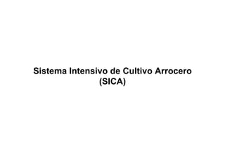 Sistema Intensivo de Cultivo Arrocero (SICA) 