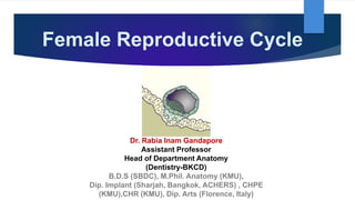 Female Reproductive Cycle
Dr. Rabia Inam Gandapore
Assistant Professor
Head of Department Anatomy
(Dentistry-BKCD)
B.D.S (SBDC), M.Phil. Anatomy (KMU),
Dip. Implant (Sharjah, Bangkok, ACHERS) , CHPE
(KMU),CHR (KMU), Dip. Arts (Florence, Italy)
 
