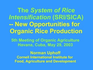 The  System of Rice Intensification  (SRI/SICA) -- New Opportunities for  Organic Rice Production 5th Meeting of Organic Agriculture Havana, Cuba, May 29, 2003 Norman Uphoff Cornell International Institute for  Food, Agriculture and Development 