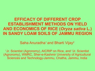 EFFICACY OF DIFFERENT CROP ESTABLISHMENT METHODS ON YIELD AND ECONOMICS OF RICE ( Oryza sativa  L.) IN SANDY LOAM SOILS OF JAMMU REGION Saha Anuradha 1  and Bharti Vijay 2 1 Jr. Scientist (Agronomy), AICRIP on Rice, and  2 Jr. Scientist (Agronomy), WMRC, Sher-e-Kashmir University of Agricultural Sciences and Technology-Jammu, Chatha, Jammu, India 