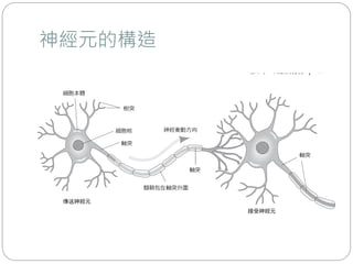 神經元的構造
 