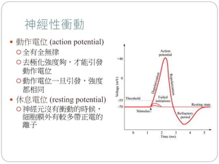 神經性衝動
 動作電位 (action potential)
 全有全無律
 去極化強度夠，才能引發
動作電位
 動作電位一旦引發，強度
都相同
 休息電位 (resting potential)
 神經元沒有衝動的時候，
細胞膜外有較多帶正電的
離子
 
