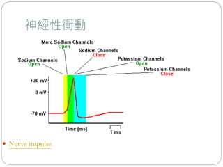 神經性衝動
 Nerve impulse
 