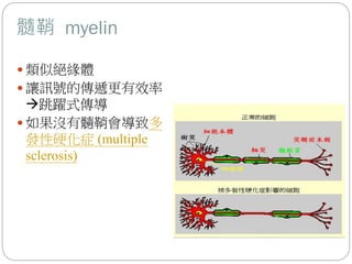 髓鞘 myelin
 類似絕緣體
 讓訊號的傳遞更有效率
跳躍式傳導
 如果沒有髓鞘會導致多
發性硬化症 (multiple
sclerosis)
 