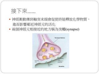 接下來......
 神經衝動傳到軸突末端會促使終紐釋放化學物質，
進而影響鄰近神經元的活化
 兩個神經元相接近的地方稱為突觸(synapse)
 