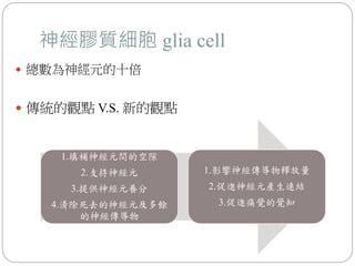 神經膠質細胞 glia cell
 總數為神經元的十倍
 傳統的觀點 V.S. 新的觀點
1.填補神經元間的空隙
2.支持神經元
3.提供神經元養分
4.清除死去的神經元及多餘
的神經傳導物
1.影響神經傳導物釋放量
2.促進神經元產生連結
3.促進痛覺的覺知
 