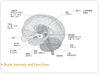  Brain Anatomy and Functions
 