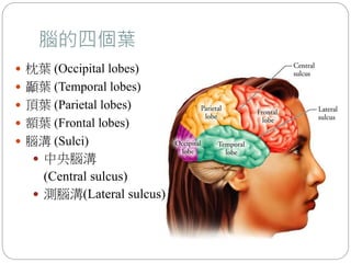 腦的四個葉
 枕葉 (Occipital lobes)
 顳葉 (Temporal lobes)
 頂葉 (Parietal lobes)
 額葉 (Frontal lobes)
 腦溝 (Sulci)
 中央腦溝
(Central sulcus)
 測腦溝(Lateral sulcus)
 