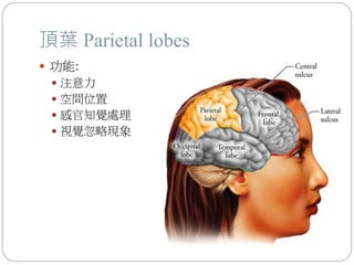 頂葉 Parietal lobes
 功能:
 注意力
 空間位置
 感官知覺處理
 視覺忽略現象
 