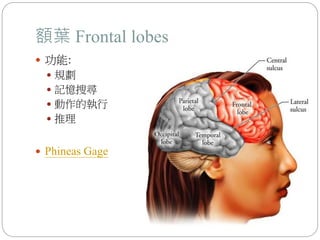 額葉 Frontal lobes
 功能:
 規劃
 記憶搜尋
 動作的執行
 推理
 Phineas Gage
 