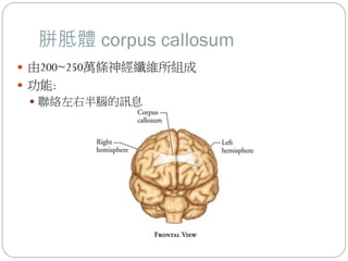 胼胝體 corpus callosum
 由200~250萬條神經纖維所組成
 功能:
 聯絡左右半腦的訊息
 