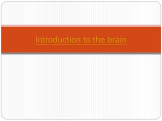 Introduction to the brain
 