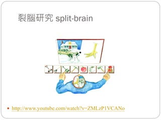 裂腦研究 split-brain
 http://www.youtube.com/watch?v=ZMLzP1VCANo
 