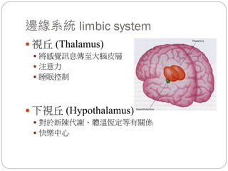 邊緣系統 limbic system
 視丘 (Thalamus)
 將感覺訊息傳至大腦皮層
 注意力
 睡眠控制
 下視丘 (Hypothalamus)
 對於新陳代謝、體溫恆定等有關係
 快樂中心
 