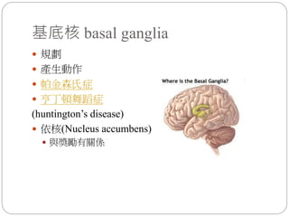 基底核 basal ganglia
 規劃
 產生動作
 帕金森氏症
 亨丁頓舞蹈症
(huntington’s disease)
 依核(Nucleus accumbens)
 與獎勵有關係
 