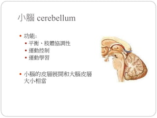 小腦 cerebellum
 功能:
 平衡、肢體協調性
 運動控制
 運動學習
 小腦的皮層展開和大腦皮層
大小相當
 