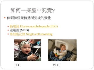 如何一探腦中究竟?
 偵測神經元傳遞所造成的變化
 腦電圖 Electroencephalograph (EEG)
 磁電圖 (MEG)
 單細胞記錄 Single-cell recording
EEG MEG
 