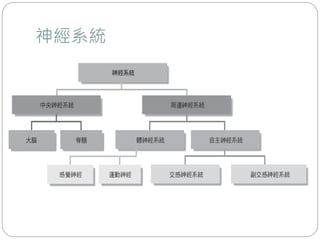 神經系統
 