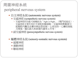周圍神經系統
peripheral nervous system
 自主神經系統 (autonomic nervous system)
 交感神經 (sympathetic nervous system)
 交感神經的功能可被概括為「Fight or Flight」（戰鬥或逃走）。
交感神經主要作用於平滑肌和腺細胞。交感神經興奮會引
起腹腔內臟及皮膚末梢血管收縮、心率加快，心臟收縮能
力增強、瞳孔散大和新陳代謝率上升等。
 副交感神經 (parasympathetic nervous system)
 軀體神經系統 (sensory-somatic nervous system)
 感覺神經
 運動神經
 聯絡神經
 