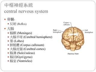 中樞神經系統
central nervous system
 脊髓:
 反射 (Reflex)
 大腦
 腦膜 (Meninges)
 大腦半球 (Cerebral hemisphere)
 葉 (Lobes)
 胼胝體 (Corpus callosum)
 大腦皮層 (Cerebral cortex)
 腦溝 (Sulci/sulcus)
 腦回(Gyri/gyrus)
 腦室 (Ventricles)
 