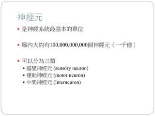 神經元
 是神經系統最基本的單位
 腦內大約有100,000,000,000個神經元（一千億）
 可以分為三類
 感覺神經元 (sensory neuron)
 運動神經元 (motor neuron)
 中間神經元 (interneuron)
 