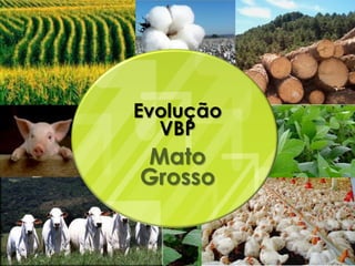 Evolução
  VBP
Mato
Grosso
 