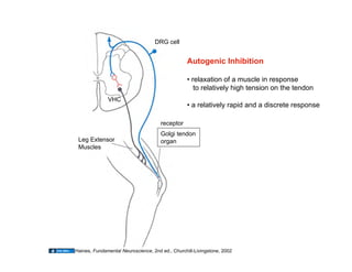 03.09.09(b): Spinal Cord & Spinal Nerves, part I | PDF