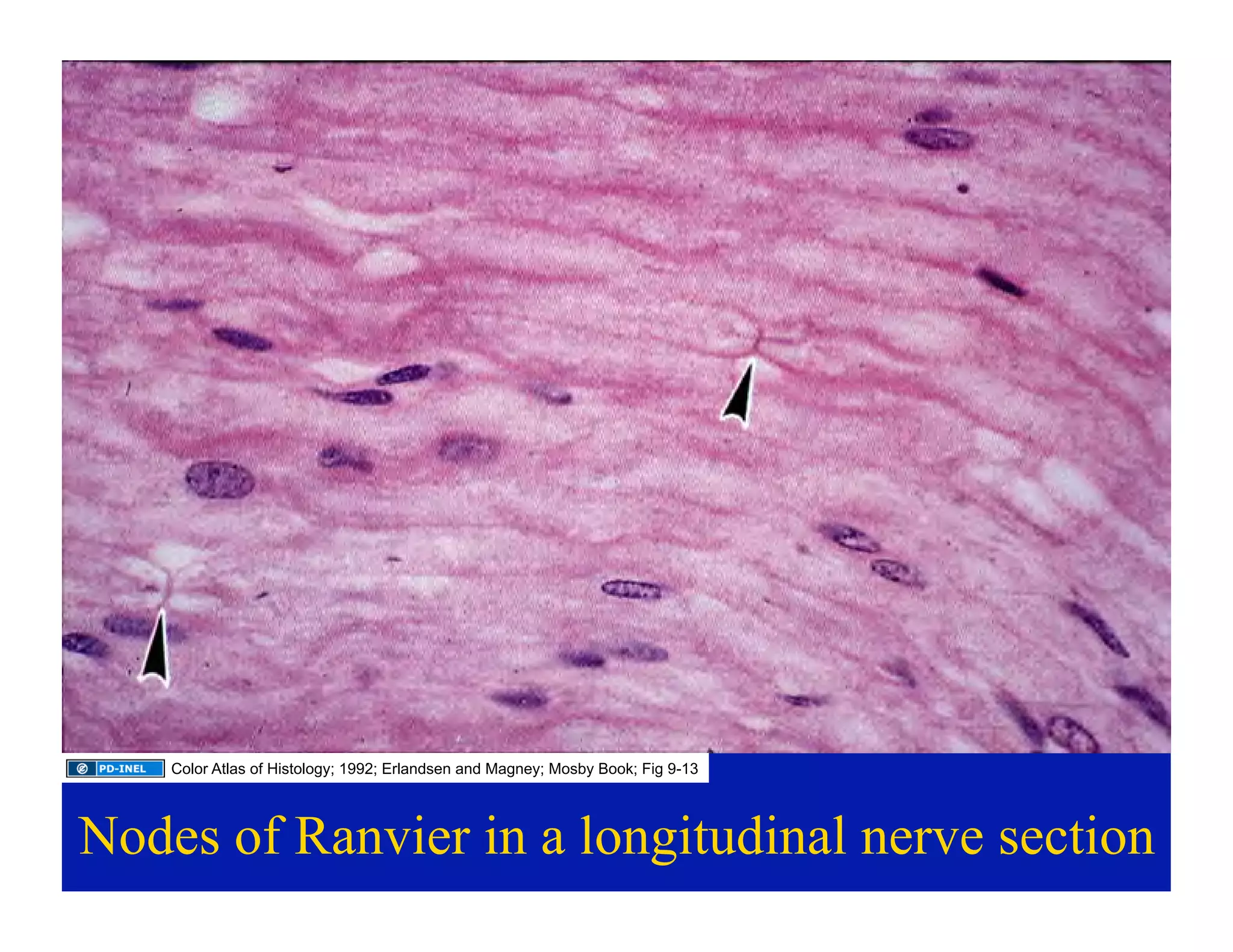 03.09.09(c): Histology of the Central Nervous System | PDF