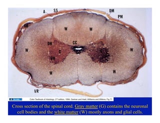 03.09.09(c): Histology of the Central Nervous System | PDF